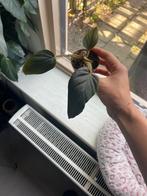 Philodendron Red Squamicaule, Huis en Inrichting, Kamerplanten, Ophalen, Halfschaduw, Minder dan 100 cm