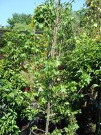 Liquidambar styraciflua  in pot of kluit, In pot, Overige soorten, Volle zon, 250 tot 400 cm