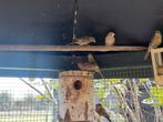 Mexicaanse roodmussen, Meerdere dieren
