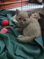 Britsekorthaar kittens