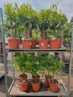 50% korting citrus boompjes, Tuin en Terras, Planten | Bomen, Ophalen, Volle zon, Overige soorten, Minder dan 100 cm