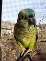 Amazone papegaai, Dieren en Toebehoren, Vrouwelijk, Papegaai, Tam