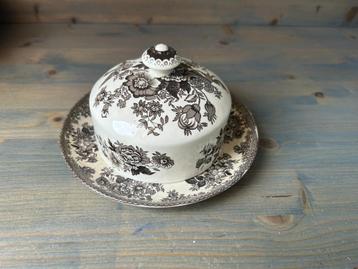 Asiatic Pheasants bruin botervloot   beschikbaar voor biedingen