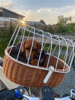 Fietsmand hondje, formaat 50(b) x 40(d) x 37(h) cm, Dieren en Toebehoren, Ophalen, Zo goed als nieuw