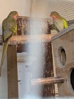 Prinsess of Wales, Dieren en Toebehoren, Meerdere dieren, Parkiet, Geringd