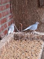 Koppels diamant duifjes, Dieren en Toebehoren, Meerdere dieren, Tropenvogel