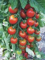 Zuckertraube - Tomaat zaden, Tuin en Terras, Verzenden, Volle zon, Zaad