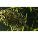 sewellia lineolata €12,50, Vis, Zoetwatervis