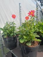 Rode Dahlia Planten - 5 Liter Pot, Overige soorten, Volle zon, Eenjarig, Ophalen of Verzenden