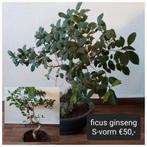 Ficus Ginseng S-vorm, 80 cm, Minder dan 100 cm, Ficus, Ophalen of Verzenden, Halfschaduw