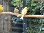 Koppel Japanse meeuwtjes, Dieren en Toebehoren, Meerdere dieren, Tropenvogel, Tam