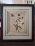 Botanische ets, 1790 handgekleurd, Ophalen of Verzenden