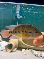 Amphilophus lyonsi cichliden, Vis