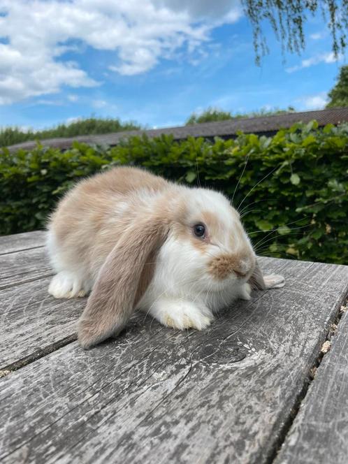 Raszuivere Franse hangoor ram, volledig Gevaccineerd!, Dieren en Toebehoren, Konijnen, Groot, Mannelijk, 0 tot 2 jaar, Hangoor