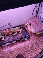 Water schildpadden met aquarium, Dieren en Toebehoren, Reptielen en Amfibieën, 0 tot 2 jaar, Schildpad