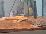 2 algeneters, Dieren en Toebehoren, Vissen | Aquariumvissen, Vis, Zoetwatervis