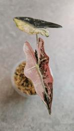 Alocasia Nobilis Pink Variegata, Huis en Inrichting, Kamerplanten, Ophalen of Verzenden, Halfschaduw, Minder dan 100 cm