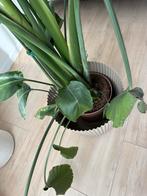 Strelitzia Nicolai XL - Paradijsvogelplant, Huis en Inrichting, Ophalen, Overige soorten, Halfschaduw, In pot