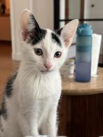 Kitten 11 week old Ragdoll mix, Dieren en Toebehoren, Katten en Kittens | Raskatten | Langhaar, Kater