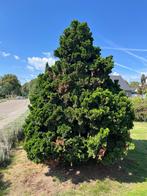 Zeer grote Chamaecyparis obtusa (mogelijk ‘Nana Gracilis’), Bloeit niet, Overige soorten, 250 tot 400 cm, Ophalen