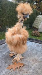 Usa zijdehoenders haan naakthals, Dieren en Toebehoren, Mannelijk, Kip