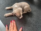 Americaanse stafford Reu, Rabiës (hondsdolheid), 8 tot 15 weken, Eén hond, Nederland