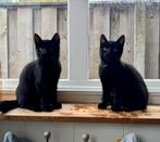 Zwarte kittens (katertjes, 12 weken oud), Dieren en Toebehoren, Katten en Kittens | Overige Katten, Kater, Kortharig, 0 tot 2 jaar