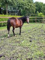 Vriendelijke stalhulp gezocht in Midwolda, Dieren en Toebehoren, Stalling en Weidegang