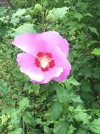 Hibiscus, Volle zon, Vaste plant, Zomer, Ophalen