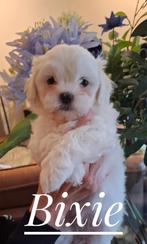Boomer pups, Dieren en Toebehoren, Overige rassen, CDV (hondenziekte), 8 tot 15 weken, Meerdere