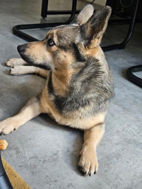 Lieve Pomsky/Corgi mix van 1,5 jaar oud, Dieren en Toebehoren, Honden | Poolhonden, Keeshonden en Oertypen, Reu, Overige rassen
