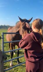Verzorgpony gezocht, Dieren en Toebehoren, Ophalen of Verzenden