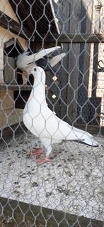 Kleurpostduiven te koop, Dieren en Toebehoren, Vogels | Duiven, Meerdere dieren, Overige soorten