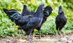 Ayam Cemani kippen, Dieren en Toebehoren, Pluimvee, Kip, Meerdere dieren