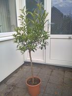 Citrus Kumquat boom, Tuin en Terras, Planten | Fruitbomen, Ophalen, Minder dan 100 cm, Lente, Overige soorten