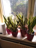 sanseveria planten, Ophalen, Overige soorten, Halfschaduw, Minder dan 100 cm