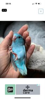 Forpus gezocht, Dieren en Toebehoren, Mannelijk, Tam