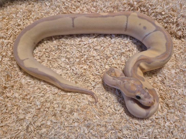 Python regius 1.0 enchi banana clown