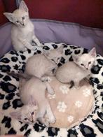 Siamese kittens, Meerdere dieren, Ontwormd, 0 tot 2 jaar