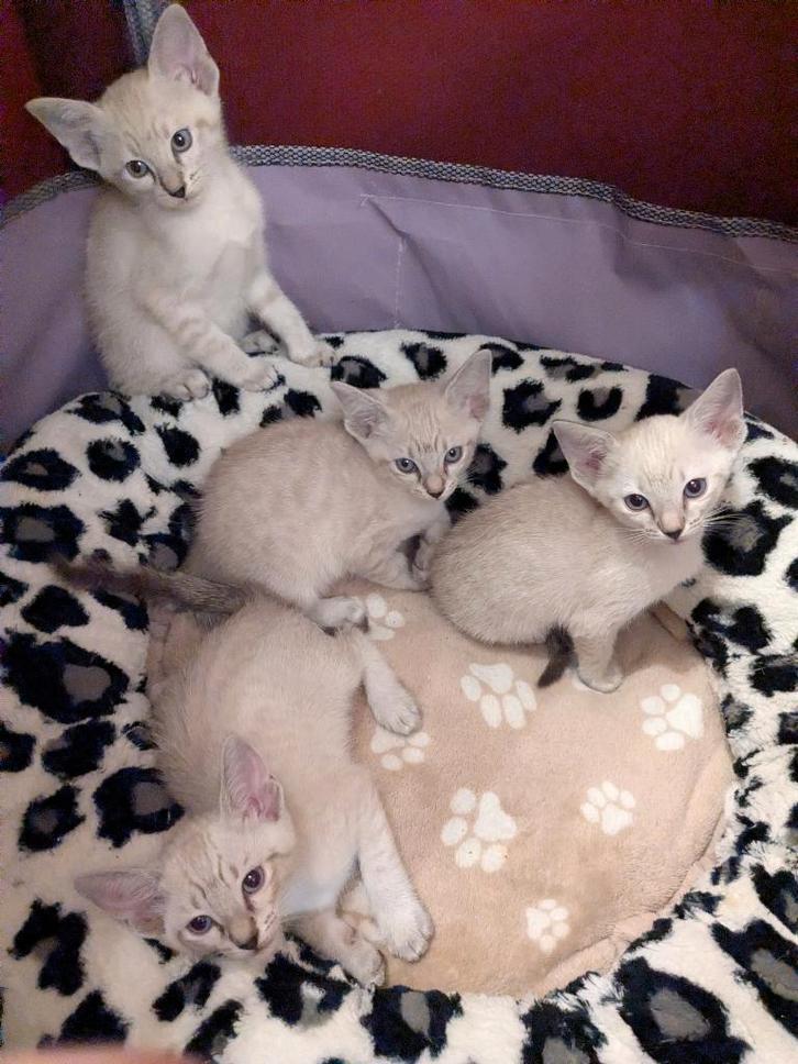 Siamese kittens, Dieren en Toebehoren, Katten en Kittens | Raskatten | Korthaar, Meerdere dieren, 0 tot 2 jaar, Ontwormd