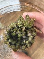 Terrariumplant solanum evolvulivium, Huis en Inrichting, Kamerplanten, Ophalen of Verzenden, Halfschaduw, Minder dan 100 cm