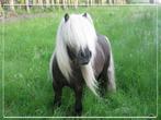 Kindvriendelijke shetlander gezocht, Dieren en Toebehoren, Stalling en Weidegang
