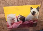 Drie kittens in een mandje, Verzenden, 1980 tot heden, Gelopen, Hond of Kat