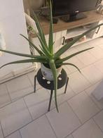 Aloe Vera plant, Ophalen, Cactus, Minder dan 100 cm, Bloeiende kamerplant