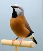 Gordelgrasvink man, zie beschrijving, Dieren en Toebehoren, Mannelijk