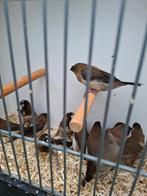 10 japanse meeuwtjes, Dieren en Toebehoren, Vogels | Overige Vogels, Meerdere dieren