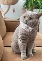 BRITS BRITSE KORTHAAR DEKKATER (Recent getest op fiv/felv)!, Dieren en Toebehoren, Katten en Kittens | Dekkaters, 3 tot 5 jaar
