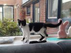 lief zwart met wit poesje (kitten), Poes, 0 tot 2 jaar