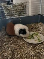 Us teddy cavia man, Cavia, Mannelijk, Tam, September