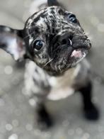 Franse bulldog pup teefje, Rabiës (hondsdolheid), 15 weken tot 1 jaar, Teef, Bulldog
